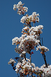 Amanogawa Flowering Cherry (Prunus serrulata 'Amanogawa') at Stonegate Gardens