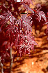 Glowing Embers Japanese Maple (Acer palmatum 'Glowing Embers') at A Very Successful Garden Center