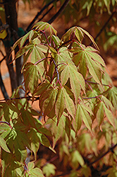 Osakazuki Japanese Maple (Acer palmatum 'Osakazuki') at Lakeshore Garden Centres