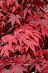 Emperor I Japanese Maple (Acer palmatum 'Wolff') at Stonegate Gardens