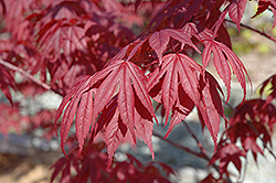 Nuresagi Japanese Maple (Acer palmatum 'Nuresagi') at Lakeshore Garden Centres