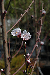 Suncrest Peach (Prunus persica 'Suncrest') at A Very Successful Garden Center