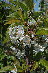 Sam Cherry (Prunus avium 'Sam') at A Very Successful Garden Center
