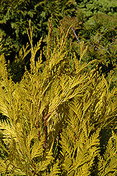 4ever Goldy Arborvitae (Thuja plicata '4ever') at Lakeshore Garden Centres
