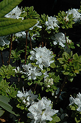 White Kyushu Azalea (Rhododendron kiusianum 'Album') at Stonegate Gardens