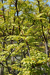 Japanese Pepper Tree (Zanthoxylum piperitum) at Lakeshore Garden Centres