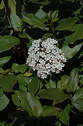 Quadrangularis Viburnum (Viburnum foetidum 'var. quadrangularis') at Lakeshore Garden Centres