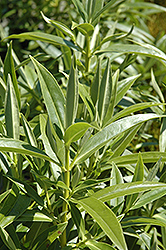 Koromiko (Hebe salicifolia) at Stonegate Gardens