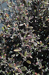 Corokia Cotoneaster (Corokia cotoneaster) at A Very Successful Garden Center