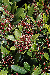 Male Japanese Skimmia (Skimmia japonica 'Male') at Lakeshore Garden Centres