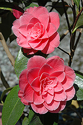 Betty Ridley Camellia (Camellia x williamsii 'Betty Ridley') at Lakeshore Garden Centres