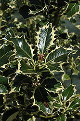 Aureomarginata English Holly (Ilex aquifolium 'Aureomarginata') at Stonegate Gardens