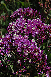 Wavy Leafed Sea Lavender (Limonium sinuatum) at A Very Successful Garden Center