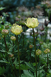 Alabaster Globeflower (Trollius x cultorum 'Alabaster') at Lakeshore Garden Centres