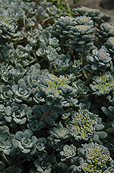Broadleaf Stonecrop (Sedum spathulifolium) at Stonegate Gardens
