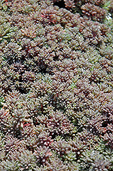 Dwarf Spanish Stonecrop (Sedum hispanicum 'var. minus') at A Very Successful Garden Center