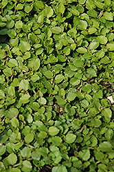 Fragrant Carpet (Pratia angulata) at A Very Successful Garden Center