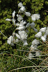 Common Cottongrass (Eriophorum angustifolium) at Stonegate Gardens