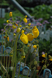 Goldcap Pocketbook Flower (Calceolaria biflora 'Goldcap') at Lakeshore Garden Centres