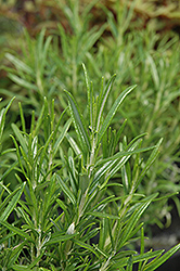 Barbeque Sky Rosemary (Rosmarinus officinalis 'Barbeque Sky') at A Very Successful Garden Center