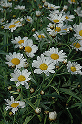 Neptune White Marguerite Daisy (Argyranthemum frutescens 'Neptune White') at Lakeshore Garden Centres