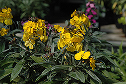 Fragrant Sunshine Wallflower (Erysimum 'Fragrant Sunshine') at A Very Successful Garden Center