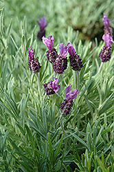 Anouk Spanish Lavender (Lavandula stoechas 'Anouk') at A Very Successful Garden Center