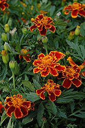 Durango Flame Marigold (Tagetes patula 'Durango Flame') at Lakeshore Garden Centres
