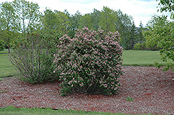 Honeyrose Honeysuckle (Lonicera tatarica 'Honeyrose') at A Very Successful Garden Center