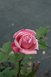 Royal Kate Rose (Rosa 'Royal Kate') at Stonegate Gardens