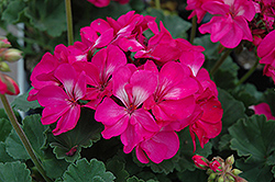 Tango Hot Pink Geranium (Pelargonium 'Tango Hot Pink') at A Very Successful Garden Center