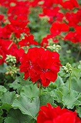 Designer Dark Red Geranium (Pelargonium 'Designer Dark Red') at A Very Successful Garden Center