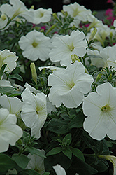 Glow Sunny White Petunia (Petunia 'Glow Sunny White') at Lakeshore Garden Centres