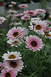 Reflection Pink Marguerite Daisy (Argyranthemum frutescens 'Reflection Pink') at A Very Successful Garden Center