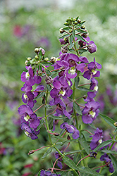 Blue Angelonia (Angelonia angustifolia 'Blue') at A Very Successful Garden Center