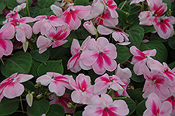 Patchwork Pink Shades Impatiens (Impatiens 'Balpapinade') at A Very Successful Garden Center