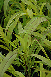 Jester Millet (Pennisetum glaucum 'Jester') at Lakeshore Garden Centres