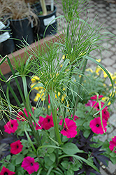 King Tut Egyptian Papyrus (Cyperus papyrus 'King Tut') at A Very Successful Garden Center