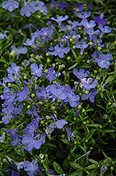 Riviera Sky Blue Lobelia (Lobelia erinus 'Riviera Sky Blue') at A Very Successful Garden Center