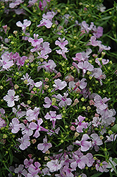 Riviera Lilac Lobelia (Lobelia erinus 'Riviera Lilac') at A Very Successful Garden Center