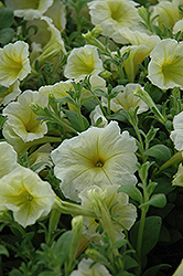 Madness Yellow Petunia (Petunia 'Madness Yellow') at The Mustard Seed