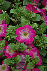 Primetime Rose Morn Petunia (Petunia 'Primetime Rose Morn') at A Very Successful Garden Center