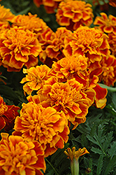 Bonanza Flame Marigold (Tagetes patula 'Bonanza Flame') at A Very Successful Garden Center