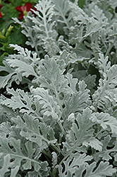 Silver Cascade Dusty Miller (Artemisia stelleriana 'Silver Cascade') at A Very Successful Garden Center