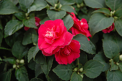 Fiesta Ole Rose Double Impatiens (Impatiens 'Fiesta Ole Rose') at A Very Successful Garden Center
