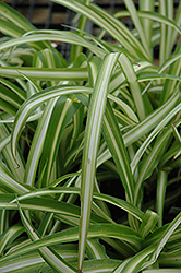 Spider Plant (Chlorophytum comosum) at Lakeshore Garden Centres