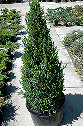 Sentinel Juniper (Juniperus communis 'Sentinel') at A Very Successful Garden Center
