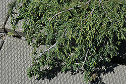 Corielagan Juniper (Juniperus communis 'Corielagan') at A Very Successful Garden Center