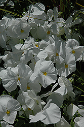 Mariposa White Pansy (Viola 'Mariposa White') at A Very Successful Garden Center