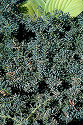 Blue Gem Mountain Plum Pine (Podocarpus lawrencei 'Blue Gem') at Stonegate Gardens